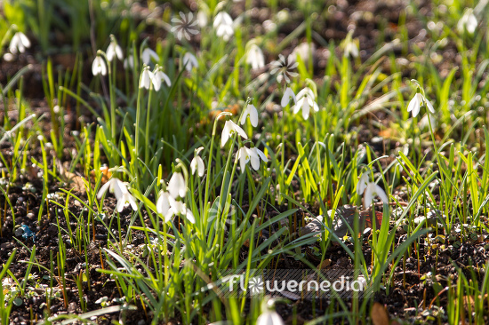Galanthus nivalis - Common snowdrop (105809)