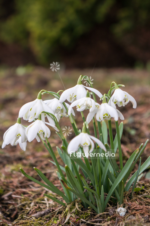 Galanthus nivalis 'Flore Pleno' - Double snowdrop (103454)