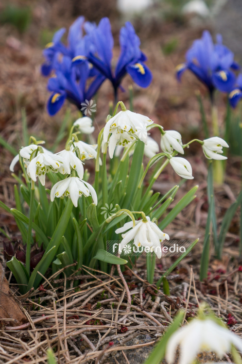 Galanthus nivalis 'Flore Pleno' - Double snowdrop (103455)