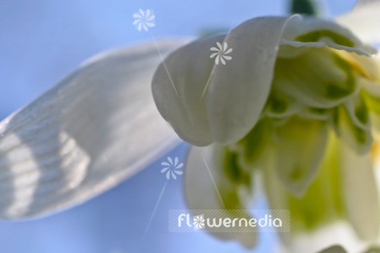 Galanthus nivalis 'Flore Pleno' - Double snowdrop (103456)