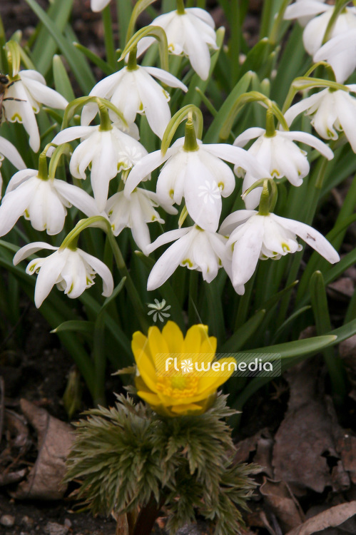Galanthus nivalis 'Flore Pleno' - Double snowdrop (105780)