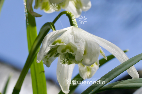 Galanthus nivalis 'Flore Pleno' - Double snowdrop (105781)