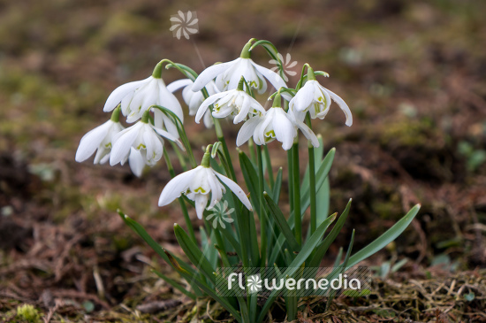Galanthus nivalis 'Flore Pleno' - Double snowdrop (105791)
