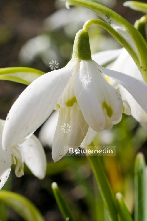 Galanthus nivalis 'Flore Pleno' - Double snowdrop (105792)