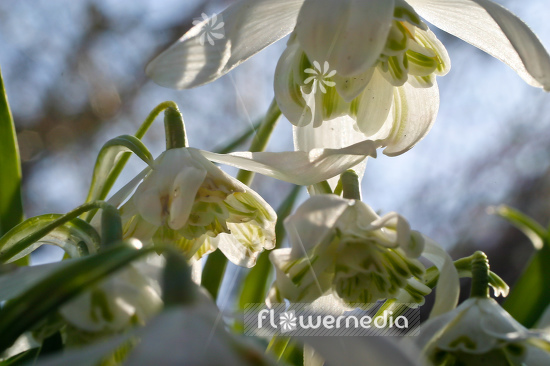 Galanthus nivalis 'Flore Pleno' - Double snowdrop (105793)