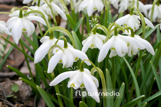 Galanthus nivalis 'Flore Pleno' - Double snowdrop (105794)