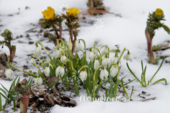 Galanthus nivalis 'Flore Pleno' - Double snowdrop (105795)