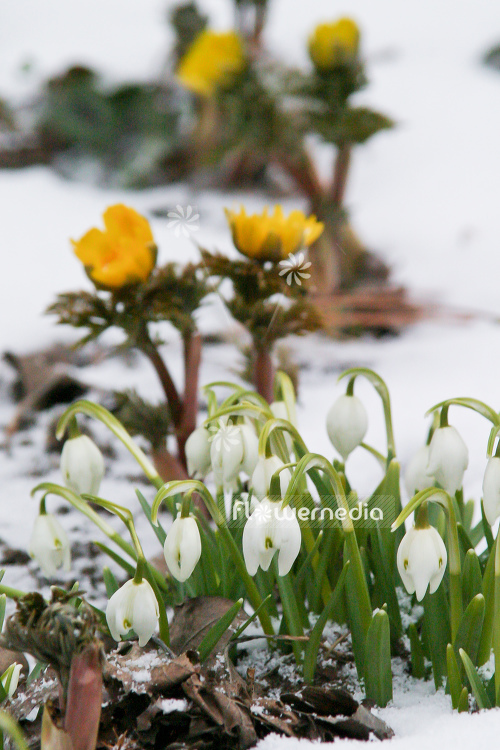 Galanthus nivalis 'Flore Pleno' - Double snowdrop (105796)