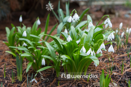 Galanthus woronowii - Giant snowdrop (103457)