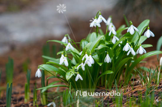 Galanthus woronowii - Giant snowdrop (105801)