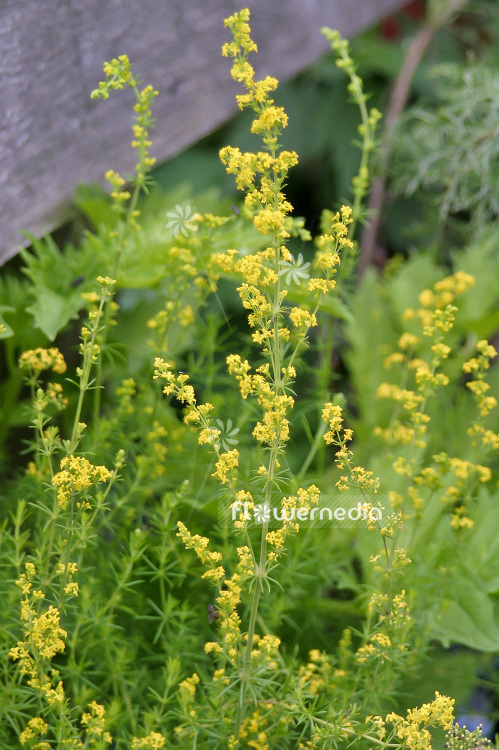 Galium verum - Lady's bedstraw (100972)