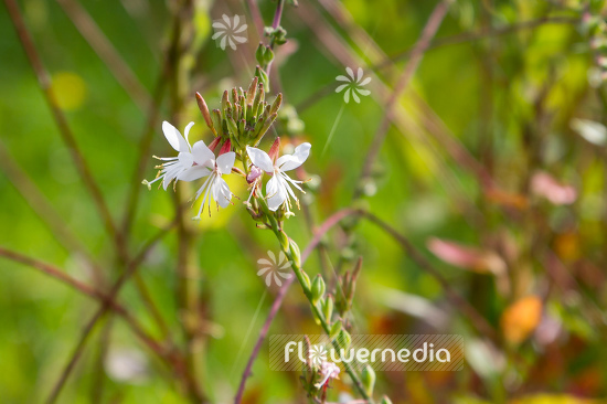 Gaura biennis - Bee blossom (107466)