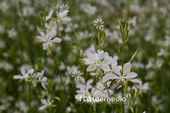 Gaura lindheimeri - White gaura (103468)