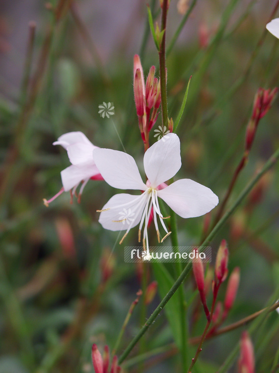Gaura lindheimeri - White gaura (107404)