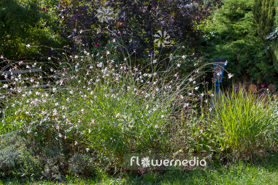 Gaura lindheimeri - White gaura (107468)