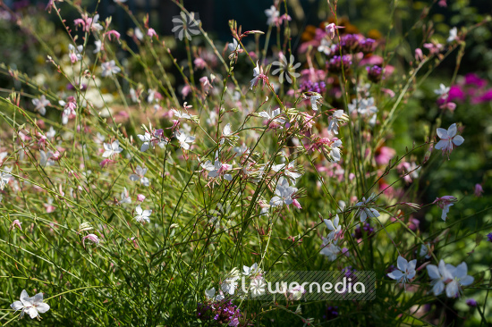 Gaura lindheimeri - White gaura (107469)