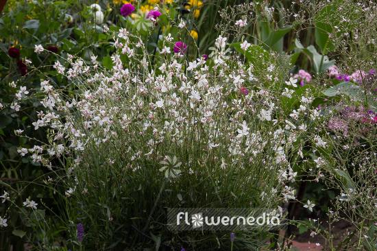 Gaura lindheimeri - White gaura (107470)