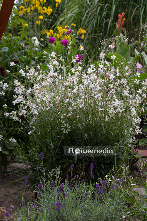Gaura lindheimeri - White gaura (107471)