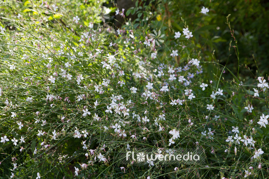 Gaura lindheimeri - White gaura (107472)