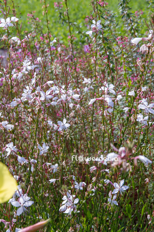 Gaura lindheimeri - White gaura (107473)
