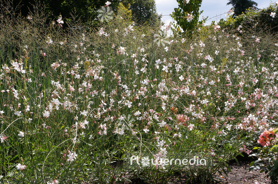 Gaura lindheimeri - White gaura (107475)