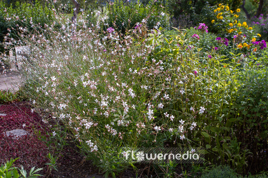 Gaura lindheimeri - White gaura (107478)