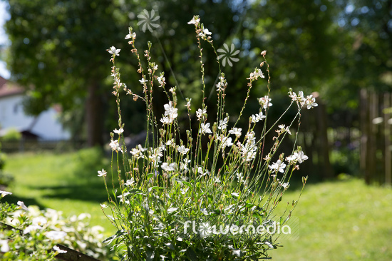 Gaura lindheimeri - White gaura (107480)
