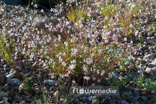 Gaura lindheimeri - White gaura (107481)