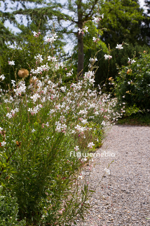 Gaura lindheimeri - White gaura (107646)