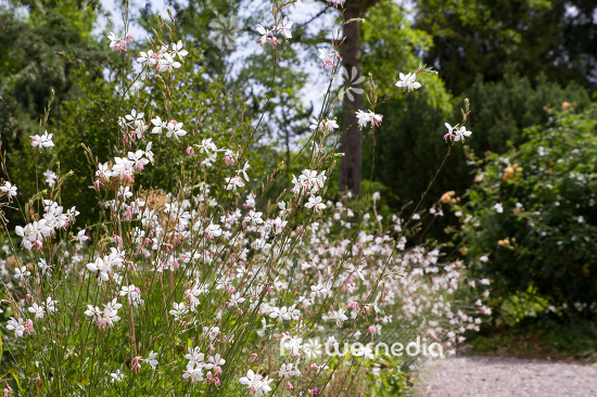 Gaura lindheimeri - White gaura (107647)