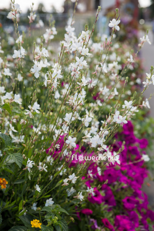 Gaura lindheimeri - White gaura (107648)