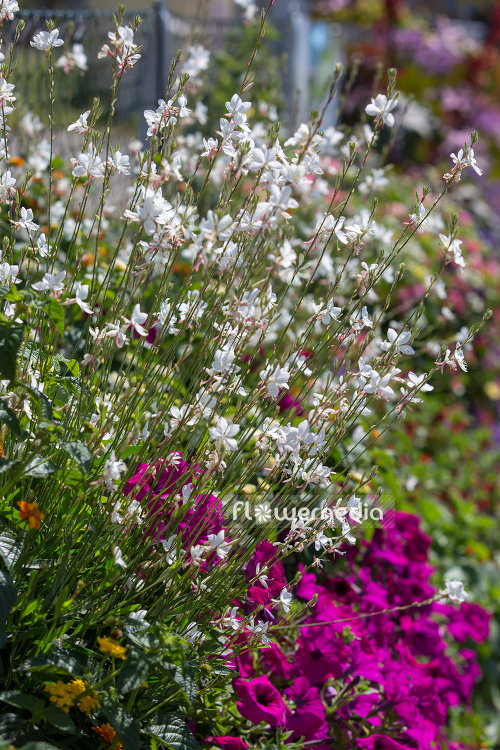 Gaura lindheimeri - White gaura (107649)