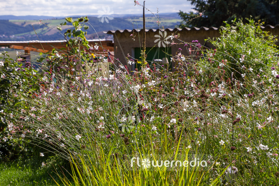 Gaura lindheimeri - White gaura (107650)
