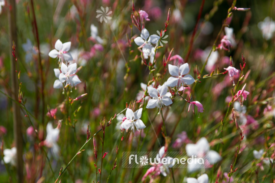 Gaura lindheimeri - White gaura (107653)