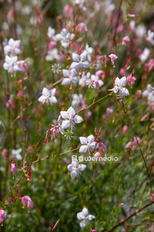 Gaura lindheimeri - White gaura (107654)