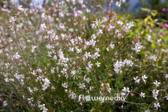 Gaura lindheimeri - White gaura (107656)