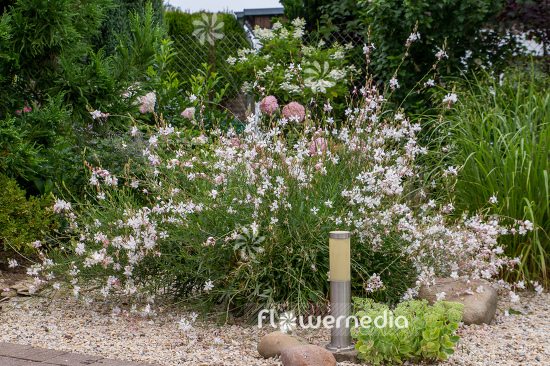 Gaura lindheimeri - White gaura (107657)