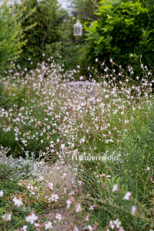 Gaura lindheimeri - White gaura (107658)
