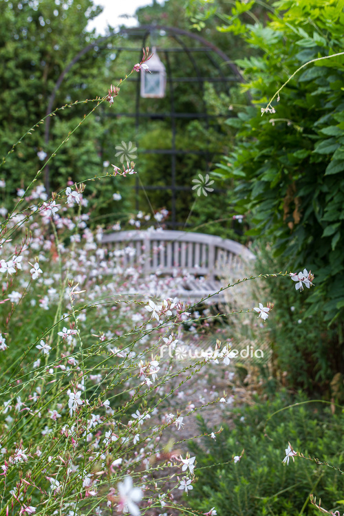 Gaura lindheimeri - White gaura (107659)