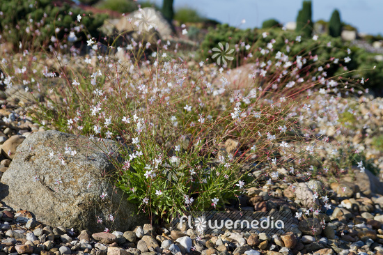 Gaura lindheimeri - White gaura (107660)