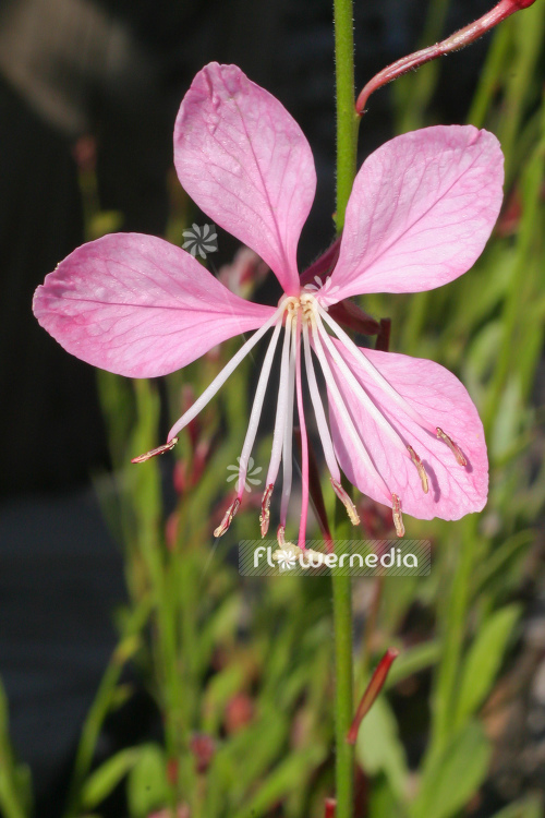 Gaura lindheimeri 'Freefolk Rosy' - Pink gaura (107483)
