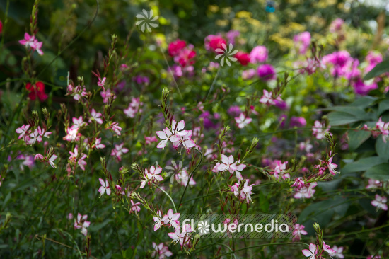 Gaura lindheimeri 'Rosy Jane' - Pink gaura (107661)