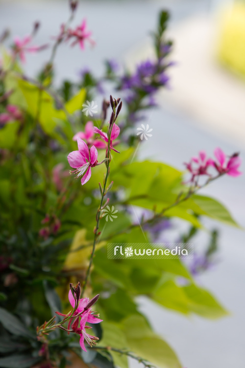 Gaura lindheimeri 'Siskiyou Pink' - Pink gaura (107484)