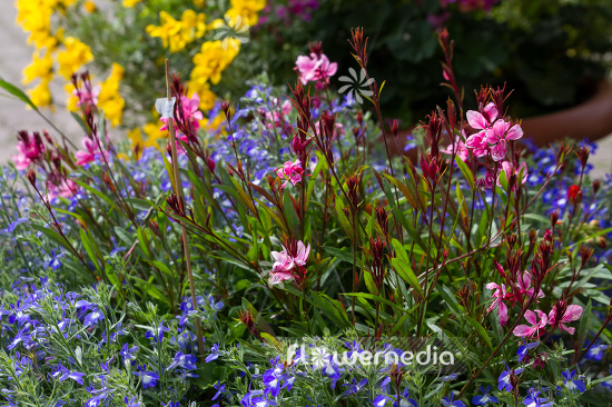 Gaura lindheimeri 'Siskiyou Pink' - Pink gaura (107485)