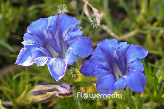 Gentiana x stevenagensis - Stevenage gentian (100991)