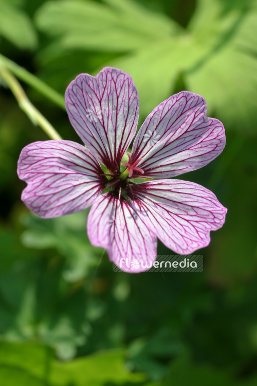 Geranium cinereum 'Ballerina' - Ashy cranesbill (103495)