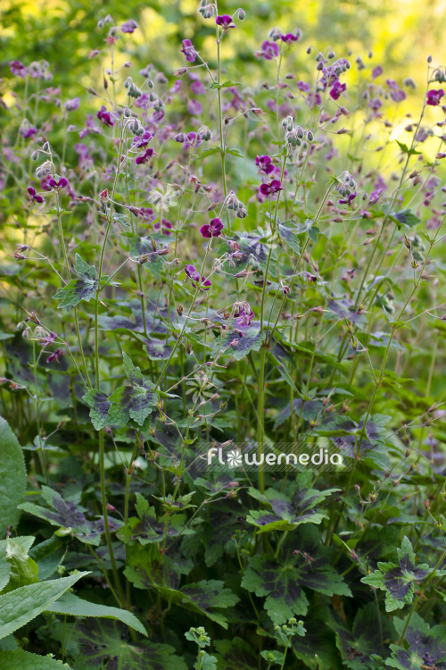 Geranium phaeum 'Samobor' - Dusky cranesbill (103500)