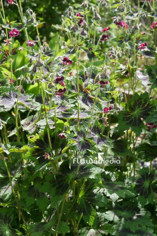 Geranium phaeum 'Samobor' - Dusky cranesbill (103502)