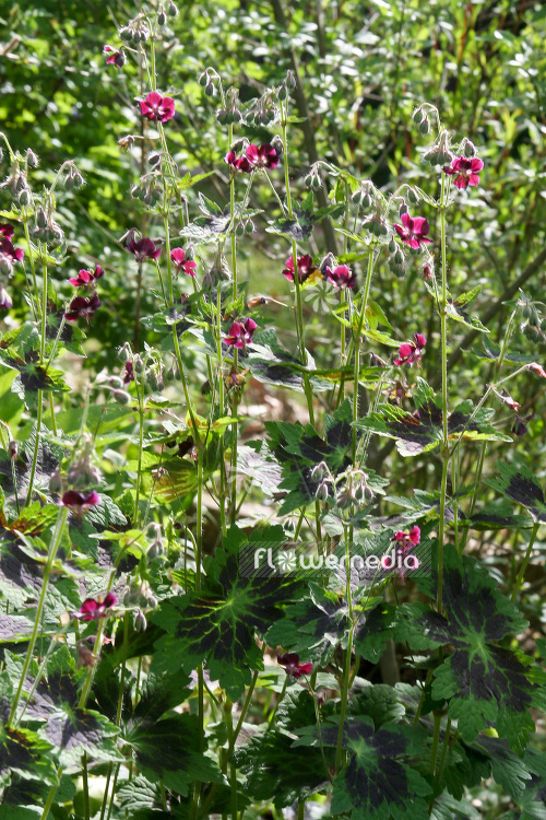 Geranium phaeum 'Samobor' - Dusky cranesbill (103503)