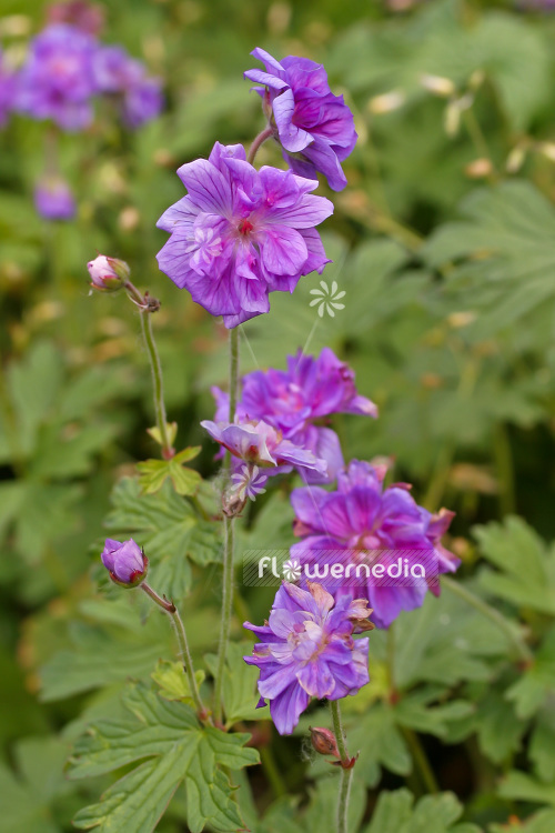 Geranium pratense 'Caeruleum Plenum' - Meadow cranesbill (103506)